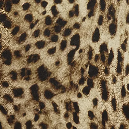 leopard