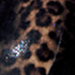 vintage-leopard